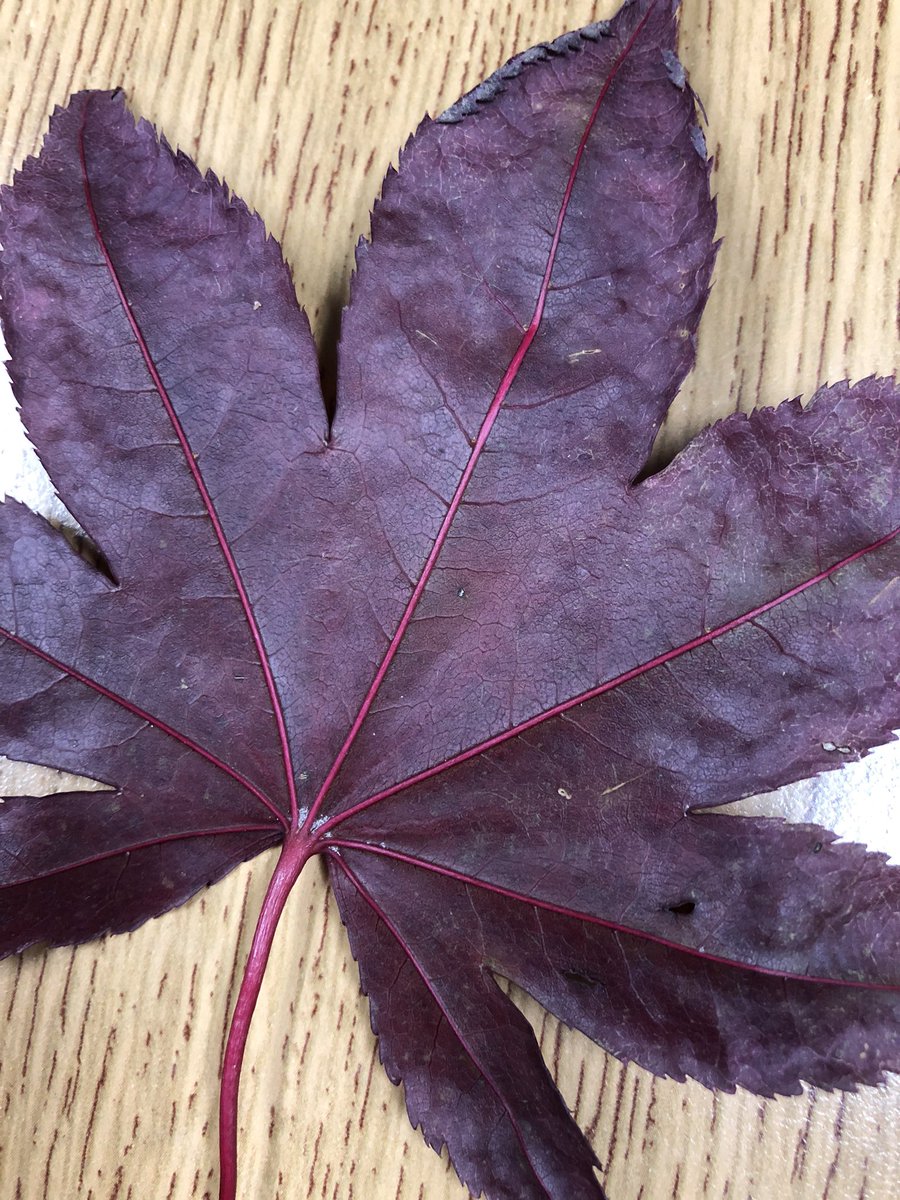McLennan1977's tweet photo. #Math and #art - rub a leaf with crayons and discover the different patterns you find in the veins. #joyfulmath #MTBoS #AutumnMathWalk https://t.co/sY1gXrfIvT