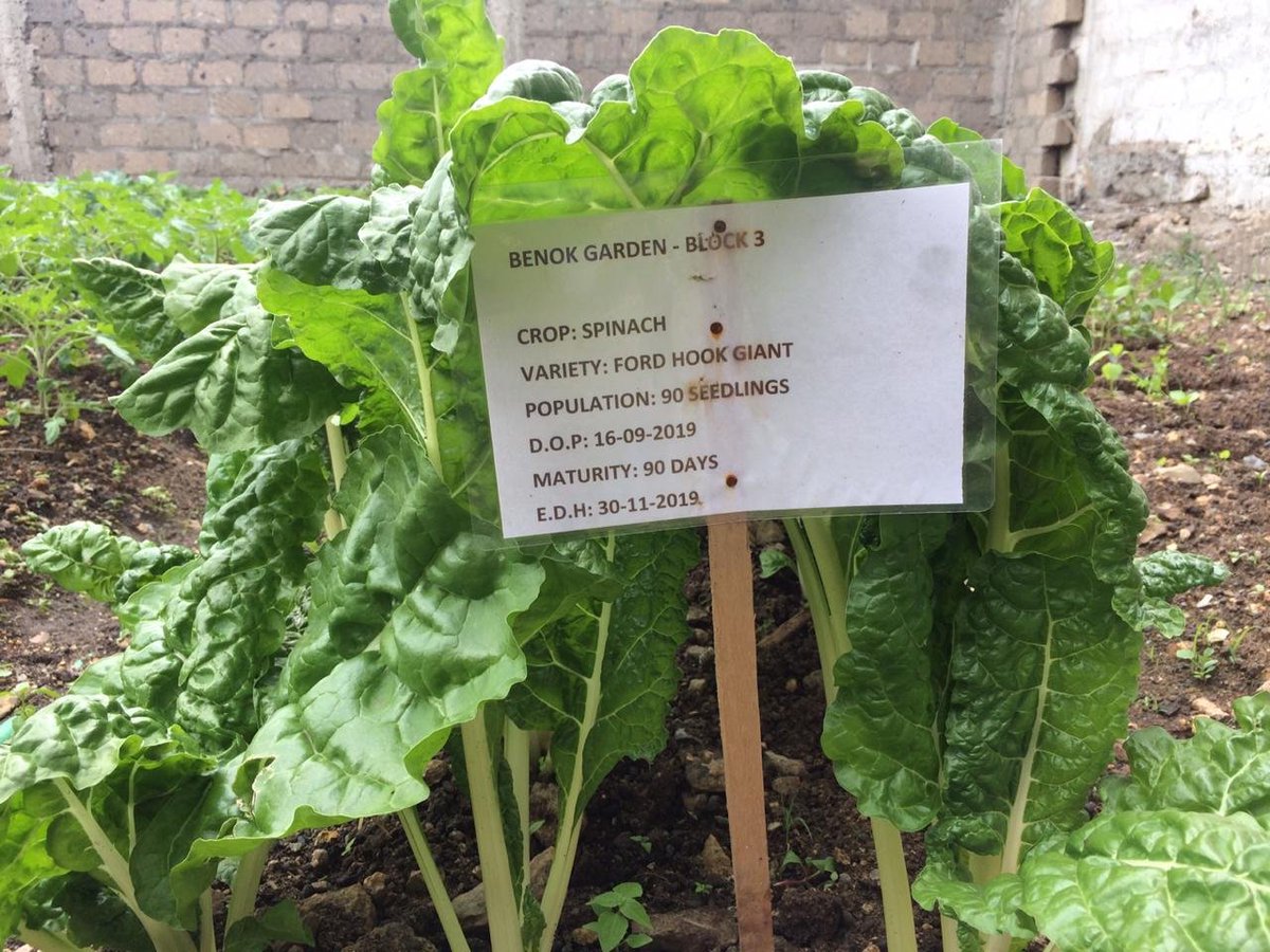 BenokLtd's tweet photo. This is where we are 43 days after #transplanting. We have already #harvested it twice. Life can be made simpler by these simple #kitchengardens.

#Agriculture

Talk to us today we tell you how - 0700047095 https://t.co/P4AFqvE7Jb