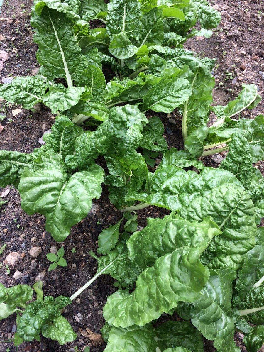 BenokLtd's tweet photo. This is where we are 43 days after #transplanting. We have already #harvested it twice. Life can be made simpler by these simple #kitchengardens.

#Agriculture

Talk to us today we tell you how - 0700047095 https://t.co/P4AFqvE7Jb