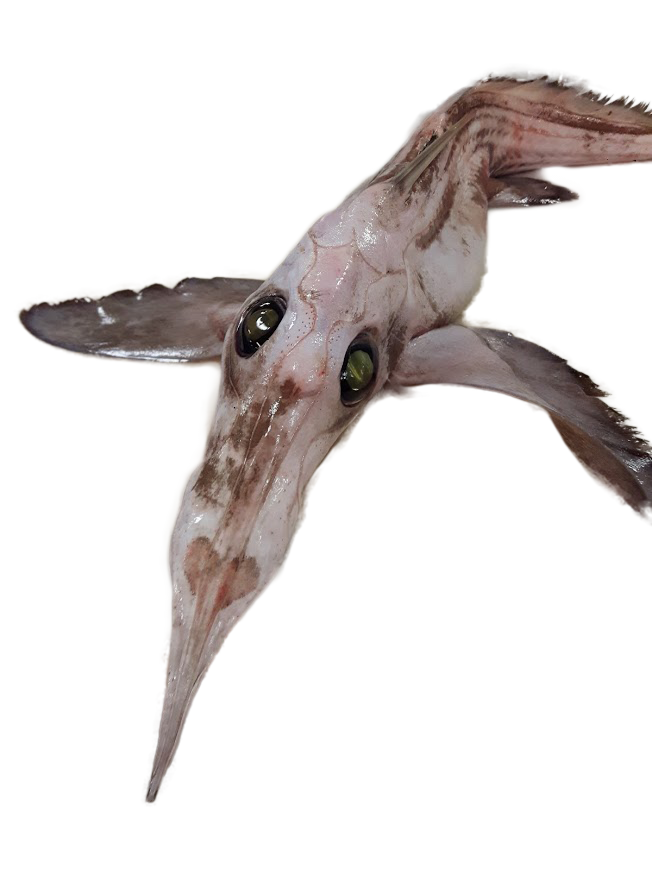 #internationalGhostSharkDay   (Harriotta raleighana)