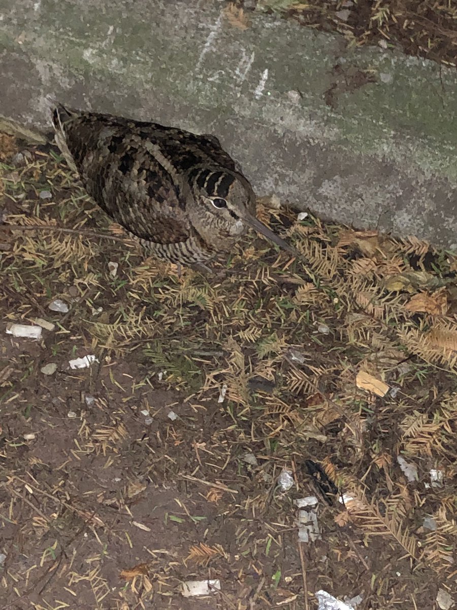 ChristopScho's tweet photo. @Natures_Voice Spotted Oxford Road,  Manchester! https://t.co/i8b3499QWN
