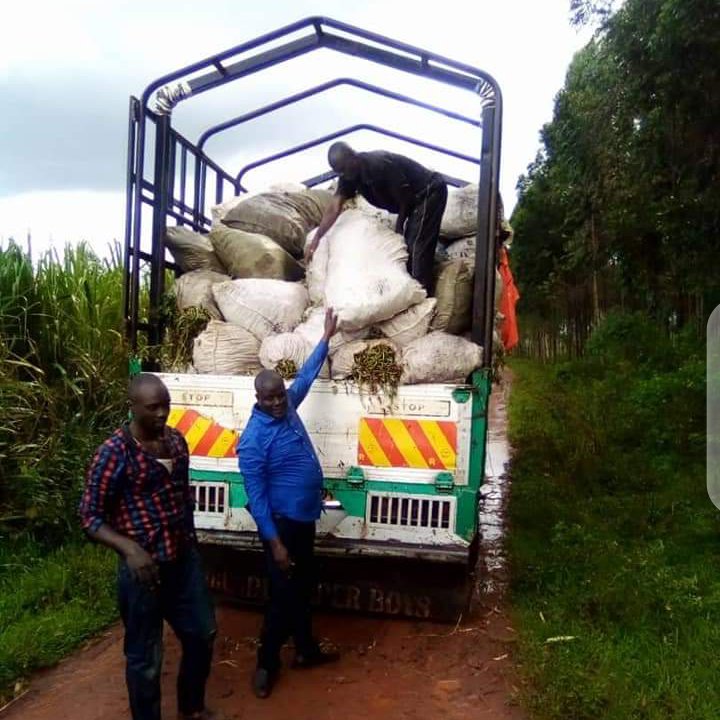 VEDCOUG's tweet photo. OSP vines delivered in Magogo Kamuli district. 
#MENUproject
#HarvestPlus. https://t.co/xpDUhQ0CrU