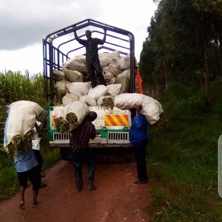 VEDCOUG's tweet photo. OSP vines delivered in Magogo Kamuli district. 
#MENUproject
#HarvestPlus. https://t.co/xpDUhQ0CrU