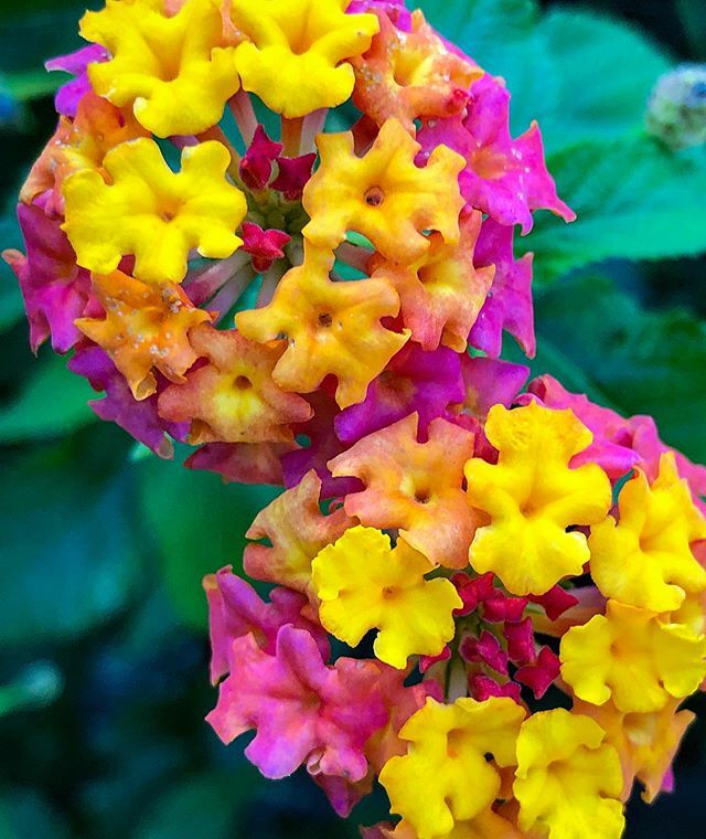 botanicalgarden's tweet image. This Lantana cv. (There are several close looking ones parading under various names) dressed up too early for Mardi Gras. Halloween perhaps? Just when you think pink and yellow don’t play nice together.....
.
.
.
#Lantana #pinkandyellow #flowerpower  #filler #containerplant …