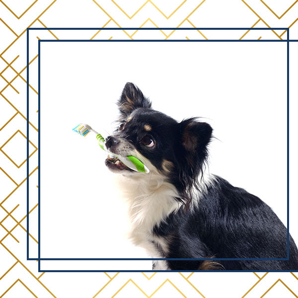 HealthySmilesCO's tweet image. Did you know... Adult dogs have 42 permanent teeth compared to humans who only have 32. Dogs hardly get cavities because of a higher pH level in their saliva. #HealthySmileTips #SmileTips #HealthySmilesCO #GoConifer
bitly.com/2MmY04v