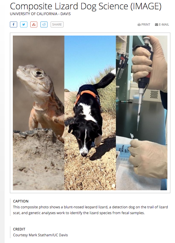 cbquist's tweet photo. this story was not at all what the image headline lead me to believe #lizarddog https://t.co/Joe46Z4ZgR
