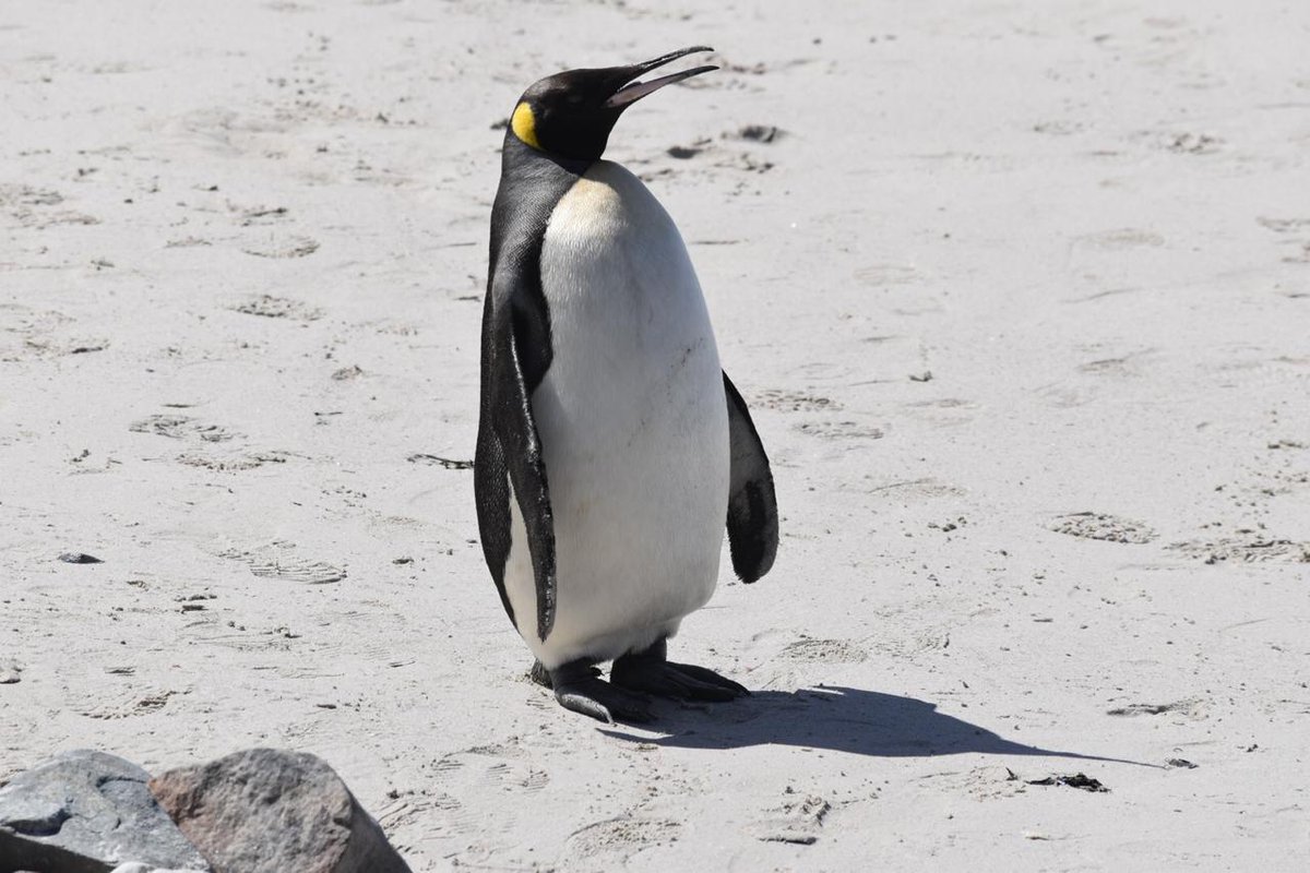 A King Penguin has waddled its way onto Buffels Bay Beach in Cape Point.

This has gained a tremendous amount of interest from birders across the country therefore, we urge the public to keep their distance from the penguin as his activity will be monitored over the next few days