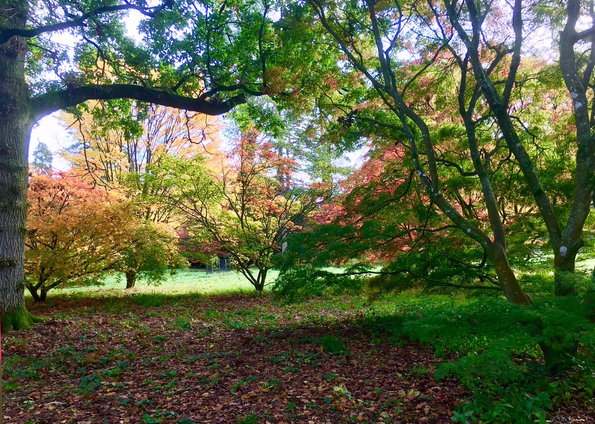 IanMerrell1's tweet image. Westonbirt Arboretum
