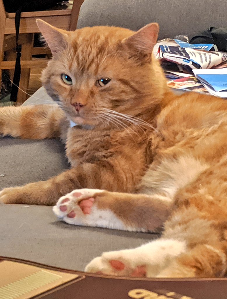 Bilbo lies on the sofa looking suspicious, but wise. With kind words he says "Register to vote. Or else."