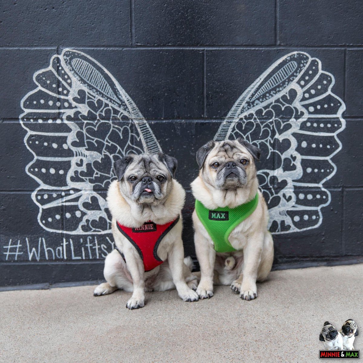 'We're not quite ready for wings, thank you.' ❤️💚
#WhatLiftsYou #NashvilleGulch #mmroadtrip #pug