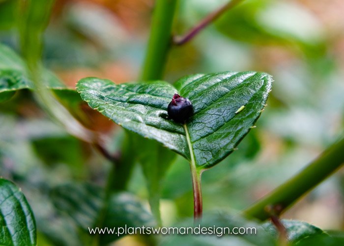 plantswomannw's tweet photo. After the #helwingia blooms in the center of its leaf, the berry shows up. Such an #interesting #plant. #fallblooms #fallberries #berry #landscape #plants #plantsofinstagram #landscapephotography #landscaper https://t.co/VC3adtWvsf