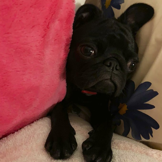 うちの可愛いうさぎしゃん(もしくは憧れがフレブルさんなのかも。)見て  #pug #パグ #黒パグ #blackmonster #8ヶ月 #新しいおもちゃいっぱい買った❤︎ https://t.co/<a href="/tag/pug"class="tags">#pug</a><a href="/tag/%E3%83%91%E3%82%B0"class="tags">#パグ</a><a href="/tag/%E9%BB%92%E3%83%91%E3%82%B0"class="tags">#黒パグ</a><a href="/tag/blackmonster"class="tags"><span>#blackmonster</span></a><a href="/tag/8%E3%83%B6%E6%9C%88"class="tags"><span>#8ヶ月</span></a><a href="/tag/%E6%96%B0%E3%81%97%E3%81%84%E3%81%8A%E3%82%82%E3%81%A1%E3%82%83%E3%81%84%E3%81%A3%E3%81%B1%E3%81%84%E8%B2%B7%E3%81%A3%E3%81%9F"class="tags"><span>#新しいおもちゃいっぱい買った</span></a>