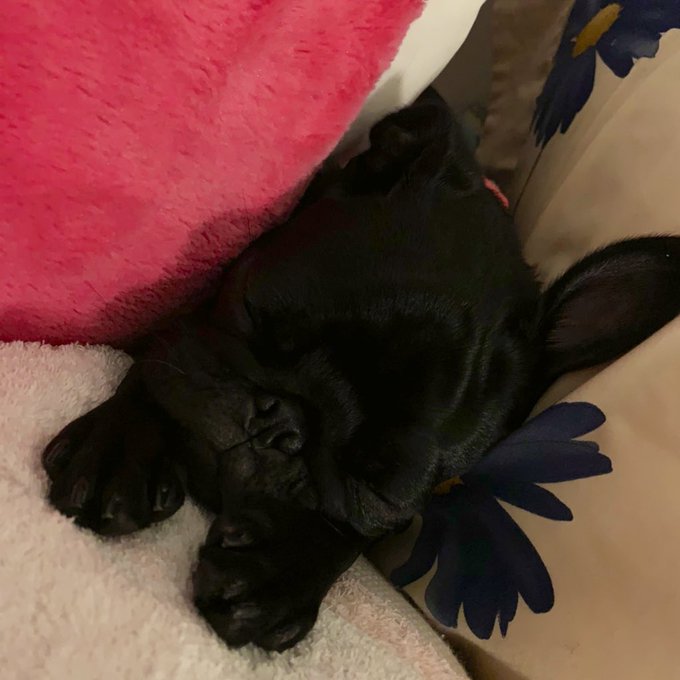 うちの可愛いうさぎしゃん(もしくは憧れがフレブルさんなのかも。)見て  #pug #パグ #黒パグ #blackmonster #8ヶ月 #新しいおもちゃいっぱい買った❤︎ https://t.co/<a href="/tag/pug"class="tags">#pug</a><a href="/tag/%E3%83%91%E3%82%B0"class="tags">#パグ</a><a href="/tag/%E9%BB%92%E3%83%91%E3%82%B0"class="tags">#黒パグ</a><a href="/tag/blackmonster"class="tags"><span>#blackmonster</span></a><a href="/tag/8%E3%83%B6%E6%9C%88"class="tags"><span>#8ヶ月</span></a><a href="/tag/%E6%96%B0%E3%81%97%E3%81%84%E3%81%8A%E3%82%82%E3%81%A1%E3%82%83%E3%81%84%E3%81%A3%E3%81%B1%E3%81%84%E8%B2%B7%E3%81%A3%E3%81%9F"class="tags"><span>#新しいおもちゃいっぱい買った</span></a>