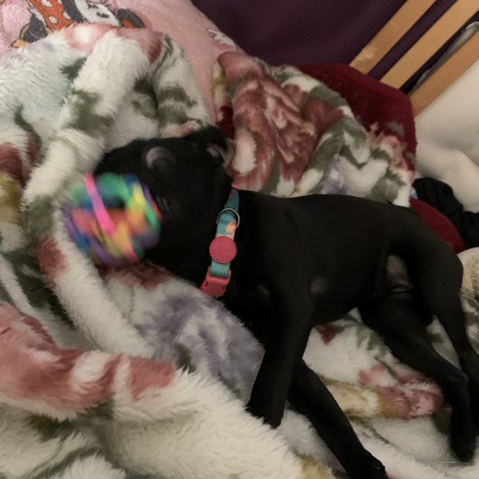 うちの可愛いうさぎしゃん(もしくは憧れがフレブルさんなのかも。)見て  #pug #パグ #黒パグ #blackmonster #8ヶ月 #新しいおもちゃいっぱい買った❤︎ https://t.co/<a href="/tag/pug"class="tags">#pug</a><a href="/tag/%E3%83%91%E3%82%B0"class="tags">#パグ</a><a href="/tag/%E9%BB%92%E3%83%91%E3%82%B0"class="tags">#黒パグ</a><a href="/tag/blackmonster"class="tags"><span>#blackmonster</span></a><a href="/tag/8%E3%83%B6%E6%9C%88"class="tags"><span>#8ヶ月</span></a><a href="/tag/%E6%96%B0%E3%81%97%E3%81%84%E3%81%8A%E3%82%82%E3%81%A1%E3%82%83%E3%81%84%E3%81%A3%E3%81%B1%E3%81%84%E8%B2%B7%E3%81%A3%E3%81%9F"class="tags"><span>#新しいおもちゃいっぱい買った</span></a>