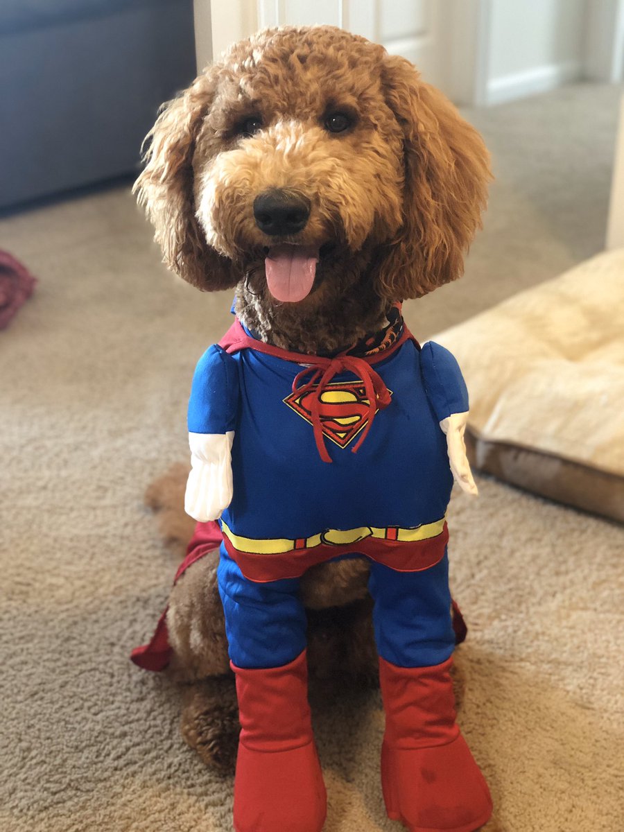 Super dog to the rescue!! Happy Halloween!! From Cooper