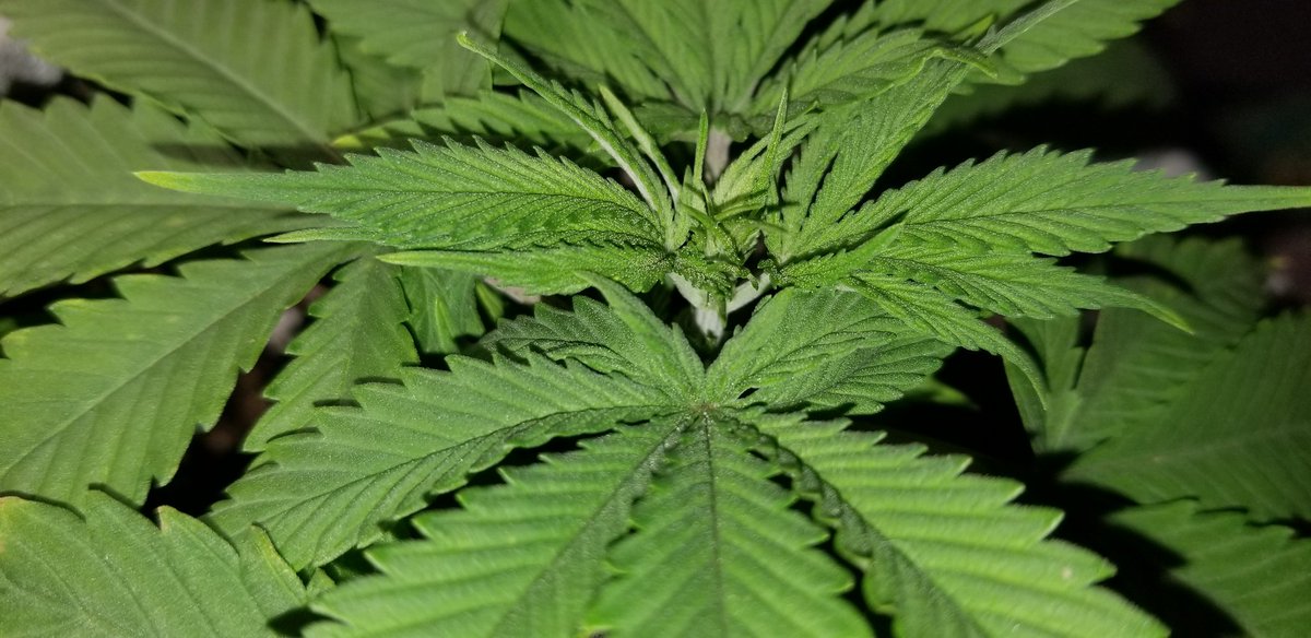TheFLweed's tweet photo. #happy #wakenbake on this #awesome #humpday! #growtip of the your #baby wants a clean home! #Clean #home happy #grow! #flweed #letsgrow #StonerFam #cannabiscmmunity #WednesdayMotivation #growyouown #grower #growwithgoogle #organic #cannabisgrowers #cultivator #grower #cococoir https://t.co/4qcpWWtfZX