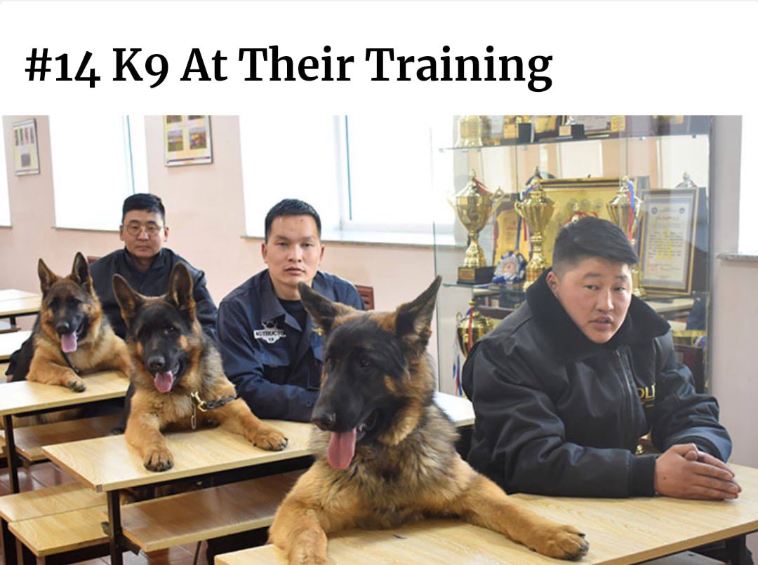 SpeakComedy's tweet photo. Doggos with real jobs 😍 *thread* https://t.co/1nyOg8OVeO
