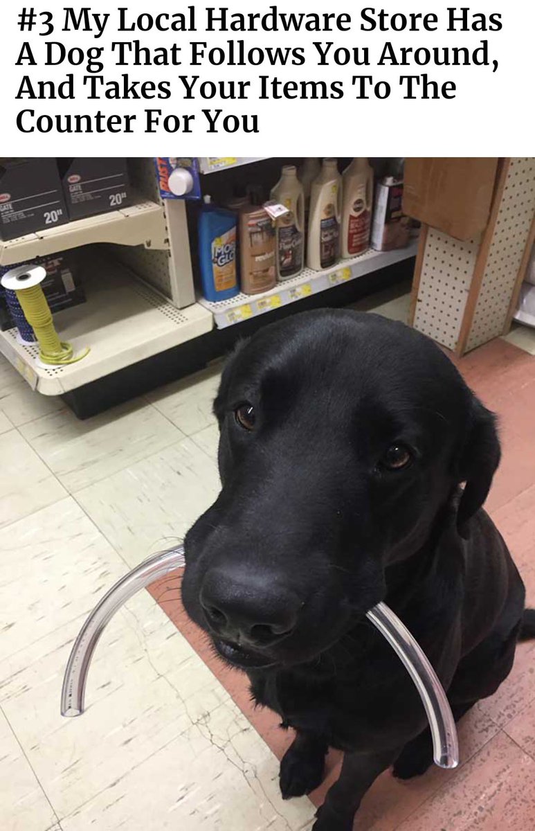 SpeakComedy's tweet photo. Doggos with real jobs 😍 *thread* https://t.co/1nyOg8OVeO