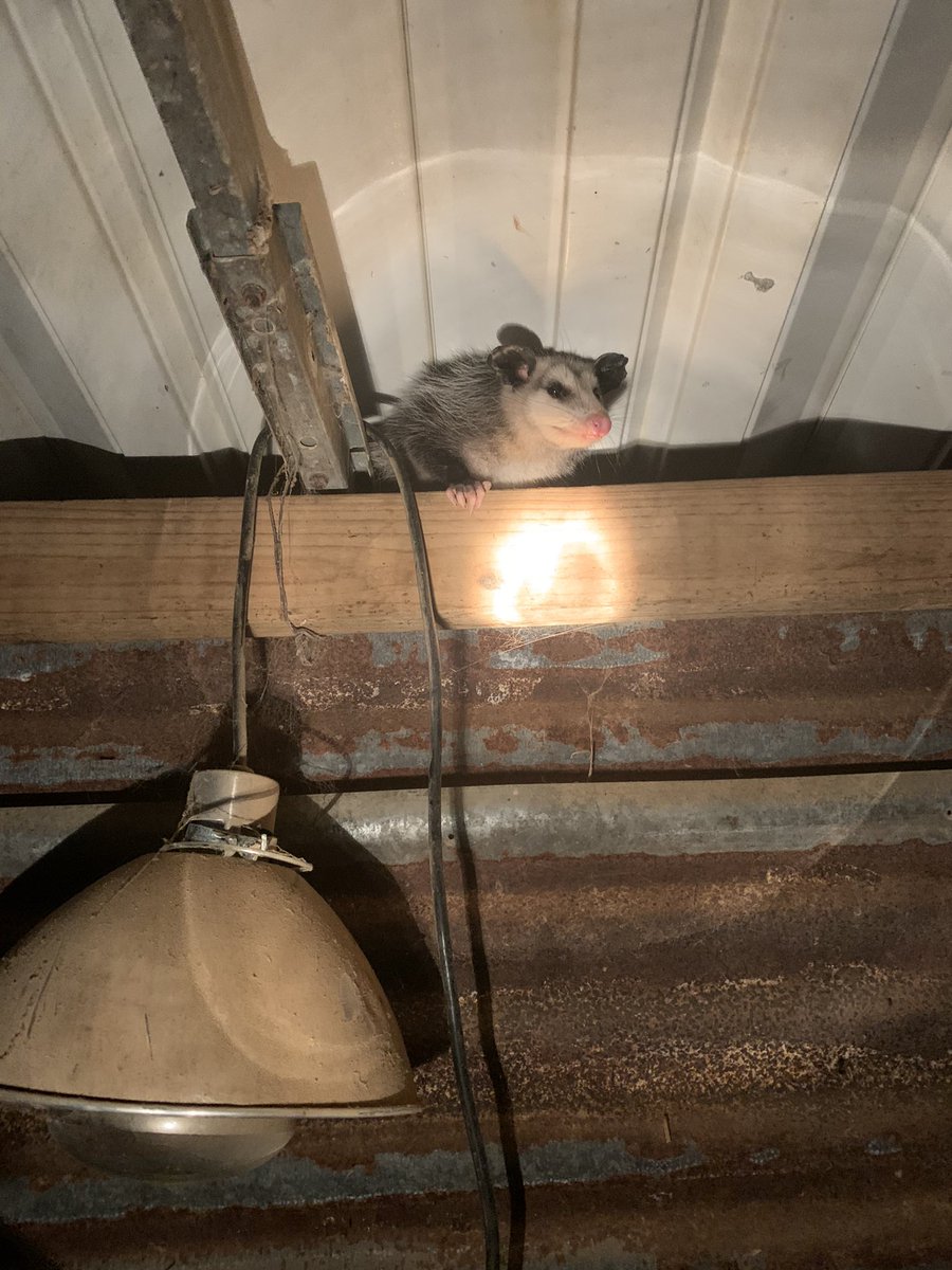 iwetmyplantsnet's tweet photo. Possums are North Americaβs native marsupial. They are awesome until they eat your two favorite chickens. π Itβs not their fault I have put tasty chickens in their backyard but I sure wish they would move on. #possum #mississippi #ripchicken #smithsfarm https://t.co/eIFABakJh2