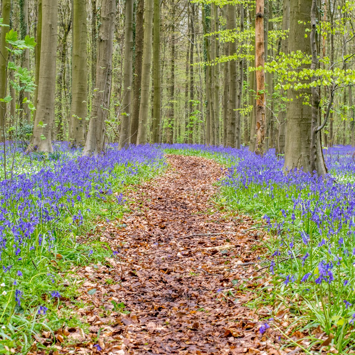 Caerphilly Funeral Services tweet media