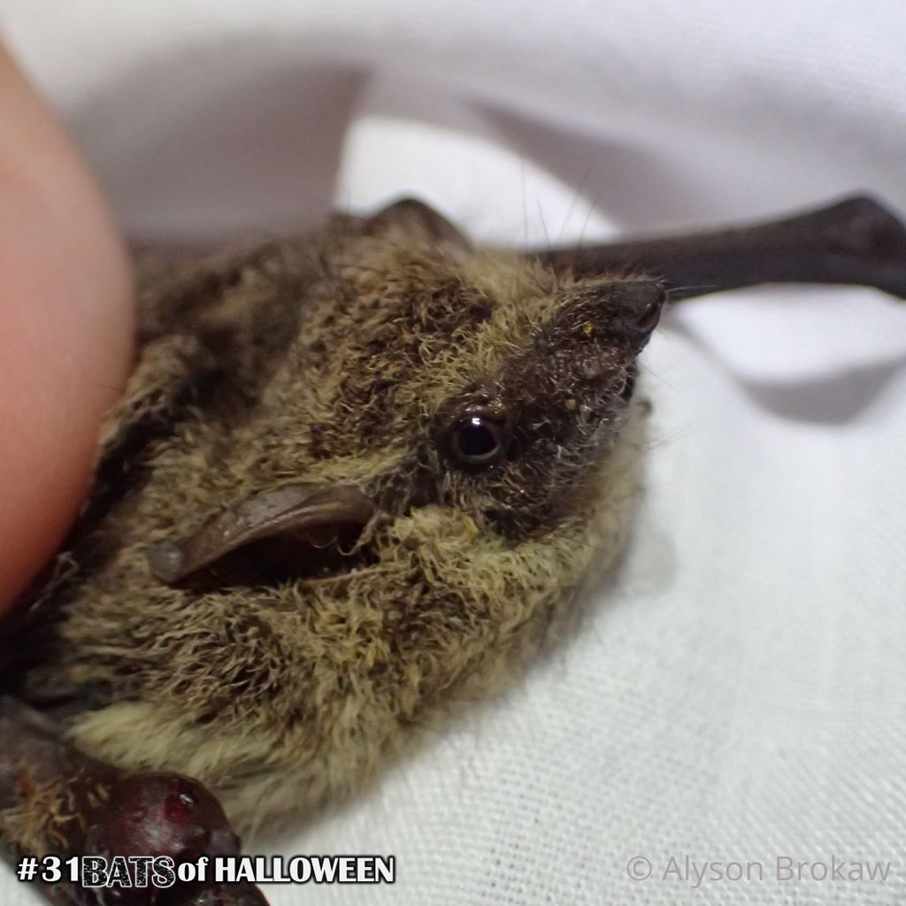 alyb_batgirl's tweet photo. #31BatsOfHalloween Day 30: Proboscis Bat (Rhynchonycteris naso)
Need some last minute Halloween costume inspiration? Try this derpy bats mottled fur camouflage, perfect for hiding against tree bark. #batweek #batfacts https://t.co/zj84ST45qw