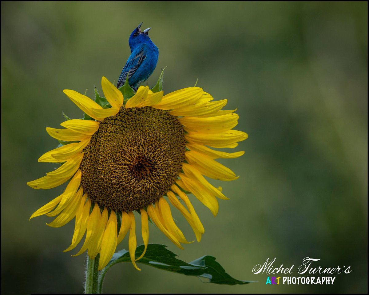 JulieFreed's tweet photo. Southern living is so lovely. Amazing shot by Michel Turner. #photography #birding #southernliving #nature https://t.co/nIV8sW3f8t