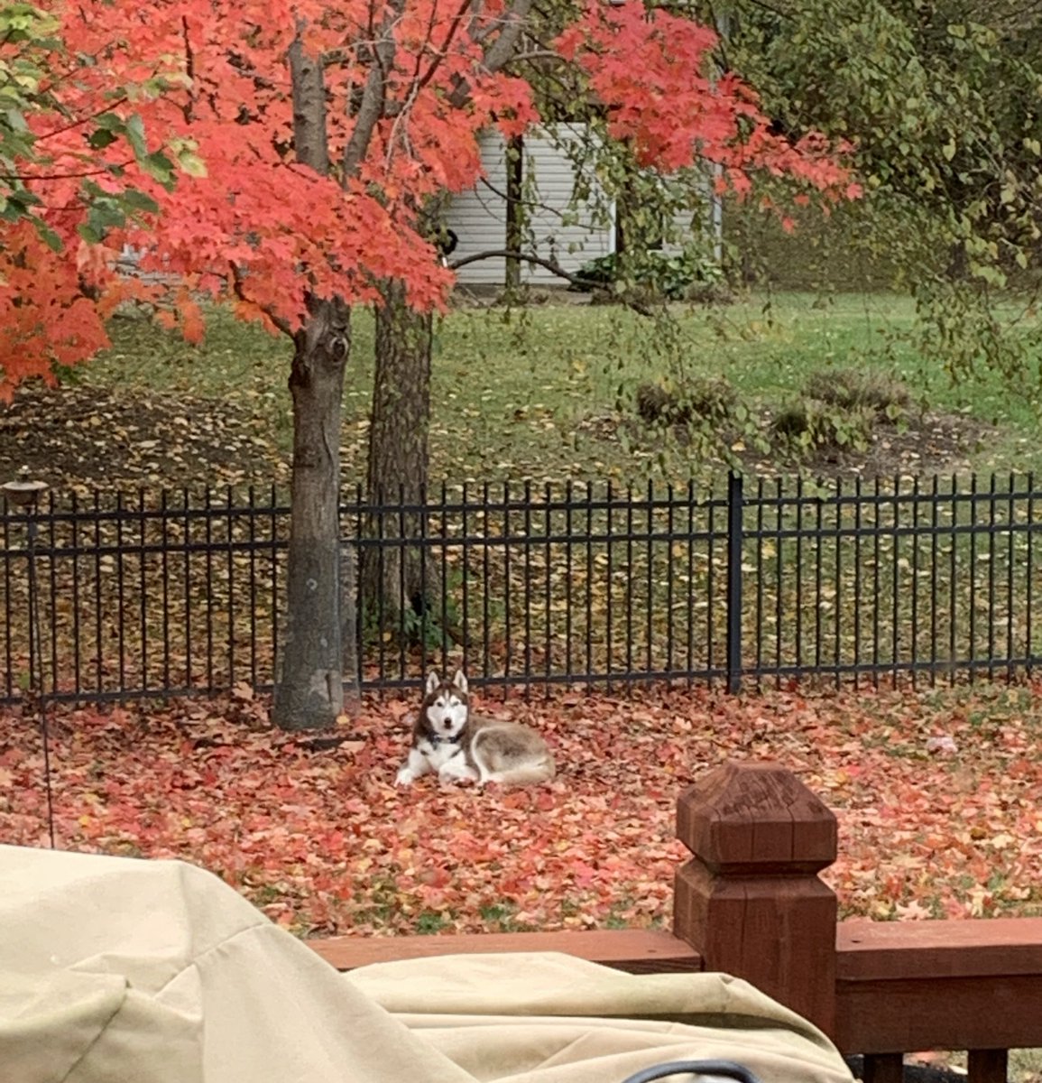 Sasha_Dominique's tweet photo. #LokiTheHusky enjoying the cool weather #SiberianHusky #Fall https://t.co/6pCW1lie9L