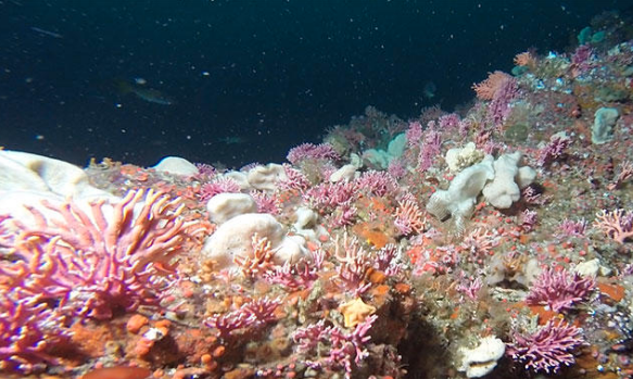 exploratorium's tweet photo. Calling all explOrers! Join us for a very special #ShipChat with research vessel Reuben Lasker live from the ocean floor π¦ Can't make it to the chat? Join us on Facebook at 11 a.m. today to view the live stream.
https://t.co/O3ZIVXMDDS https://t.co/EqwF4Ne0kh