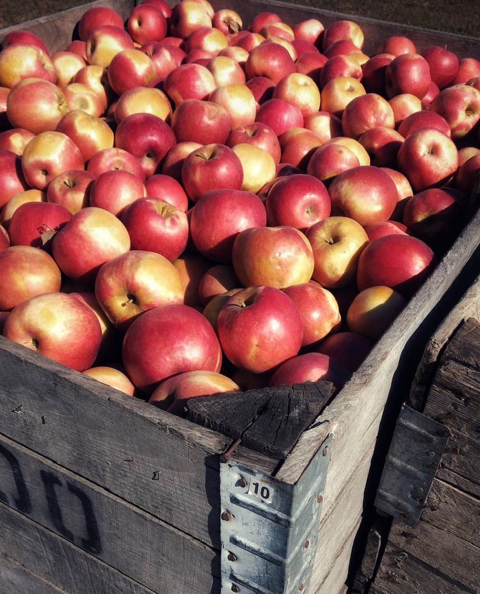 VisitLenawee's tweet photo. U-Pick apples are still available at Kapnick Orchards this weekend 😋🧡🍎

HUGE shout out to @julia_gurney on Instagram for the fall photo! 

#VisitLenawee #LoveLenawee #LenaweeCounty #KapnickOrchards #fall #fallfilter #apples #applepicking #sweaterweather #appleorchard https://t.co/CzYiWGWyJJ