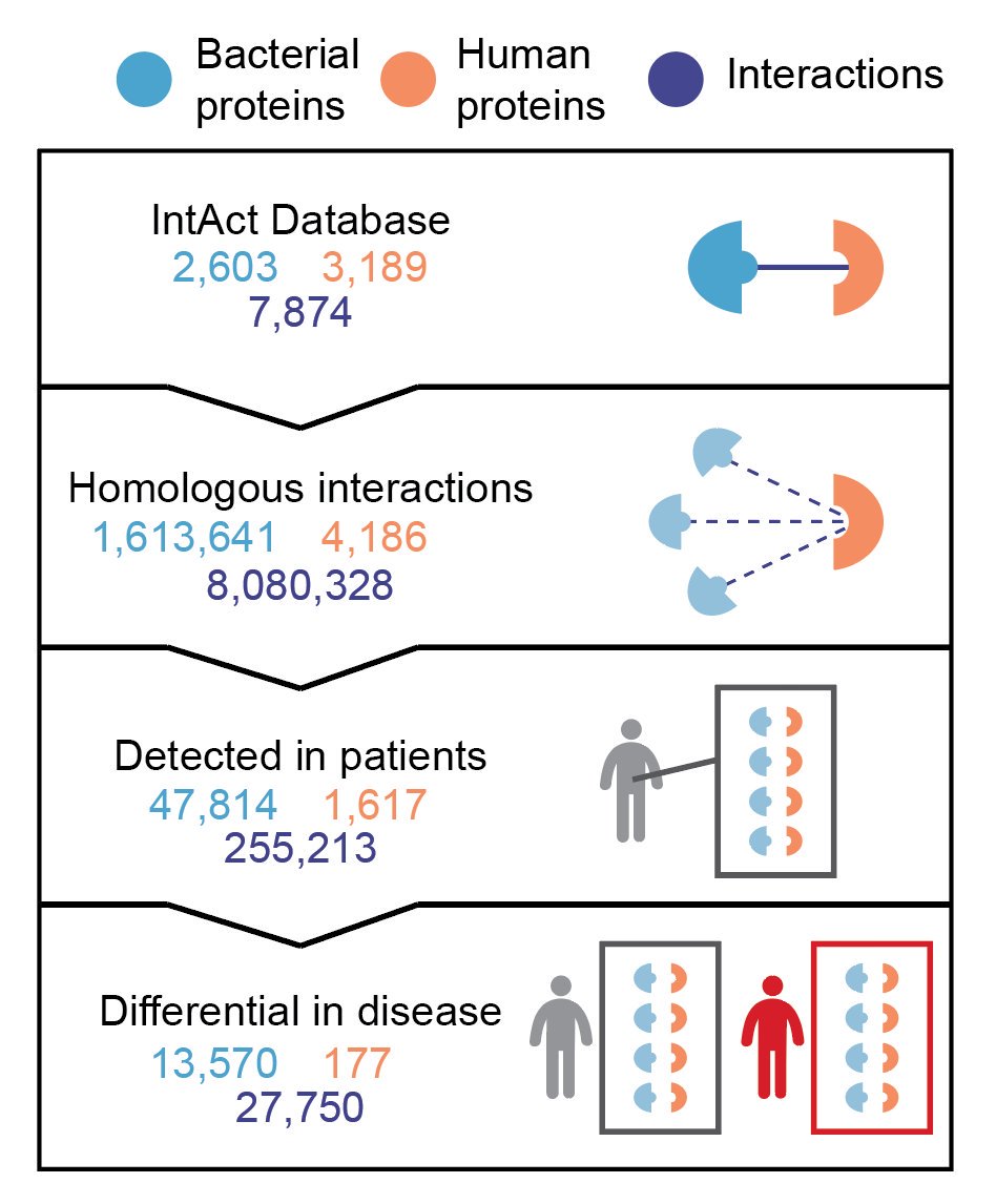 offbyjuan's tweet photo. Our new preprint is out! Is the #microbiome modulating human pathways through protein interactions? Using a homology-based interaction map, we generate testable hypotheses for microbe-targeted pathways in CRC, T2D, IBD, and obesity
🦠🏥📊 More to come!

https://t.co/8oOBi8VID6 https://t.co/nZpM20GUAp