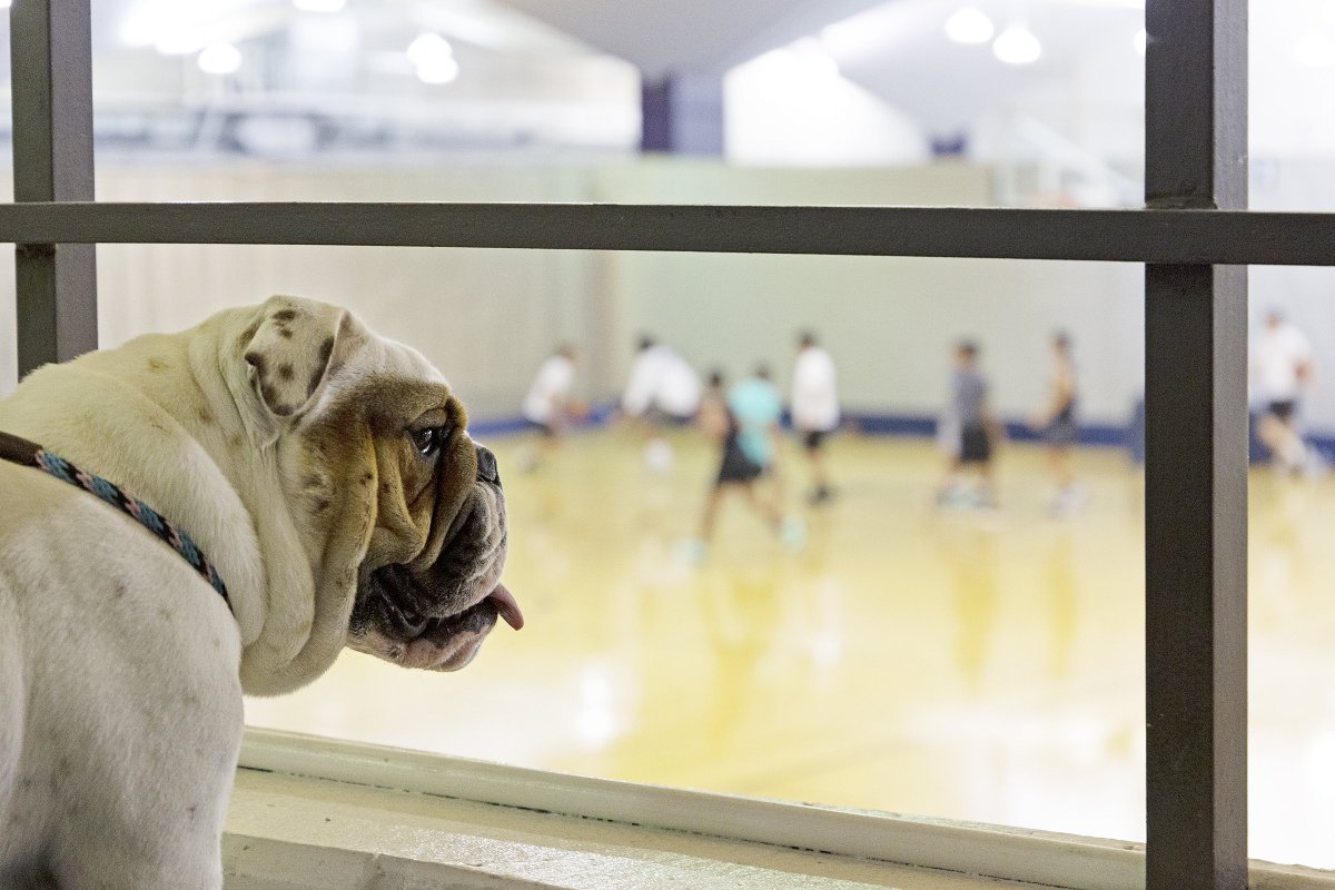 GUCampusRec's tweet photo. How do YOU Yates? Post a picture and tag @YatesFieldHouse to show us what you've been up to! #YatesMode #GoYatesOrGoHome https://t.co/NgD4Mt88nD