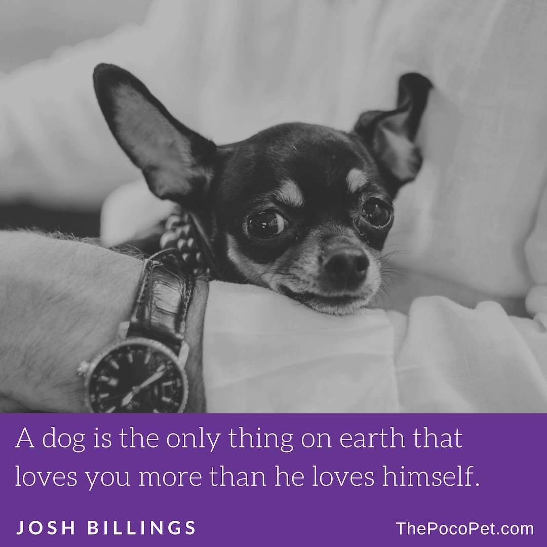 thepocopet's tweet image. Dog Wisdom 🙏#smalldogs #adventuredognation #pnwdog #happydoggy #pocopet #thepocopet #petcarrier #dogcarrier #smalldogsrule #chihuahuaaddict #kingcharlescavalierspaniel #yorkielovers #yorkieofficial #rescuedogsrule #adventuredogs #citydogs #citydog #nycdog #tokyodog