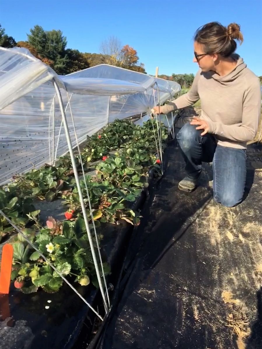 USDAClimateHubs's tweet photo. Traditionally, NH's season for strawberries is short, but new @COLSA_UNH @NH_AES research finds ways for growers to substantially boost both the strawberry season and production https://t.co/BfAq5ZIK0G @USDA_NIFA @NERASAES @driscollsberry @UNHExtension #ag #smallfruit #lowtunnels https://t.co/Zg8fMcQZqU