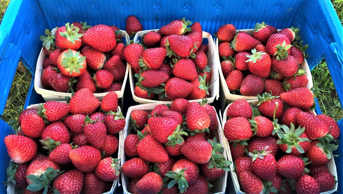 USDAClimateHubs's tweet photo. Traditionally, NH's season for strawberries is short, but new @COLSA_UNH @NH_AES research finds ways for growers to substantially boost both the strawberry season and production https://t.co/BfAq5ZIK0G @USDA_NIFA @NERASAES @driscollsberry @UNHExtension #ag #smallfruit #lowtunnels https://t.co/Zg8fMcQZqU