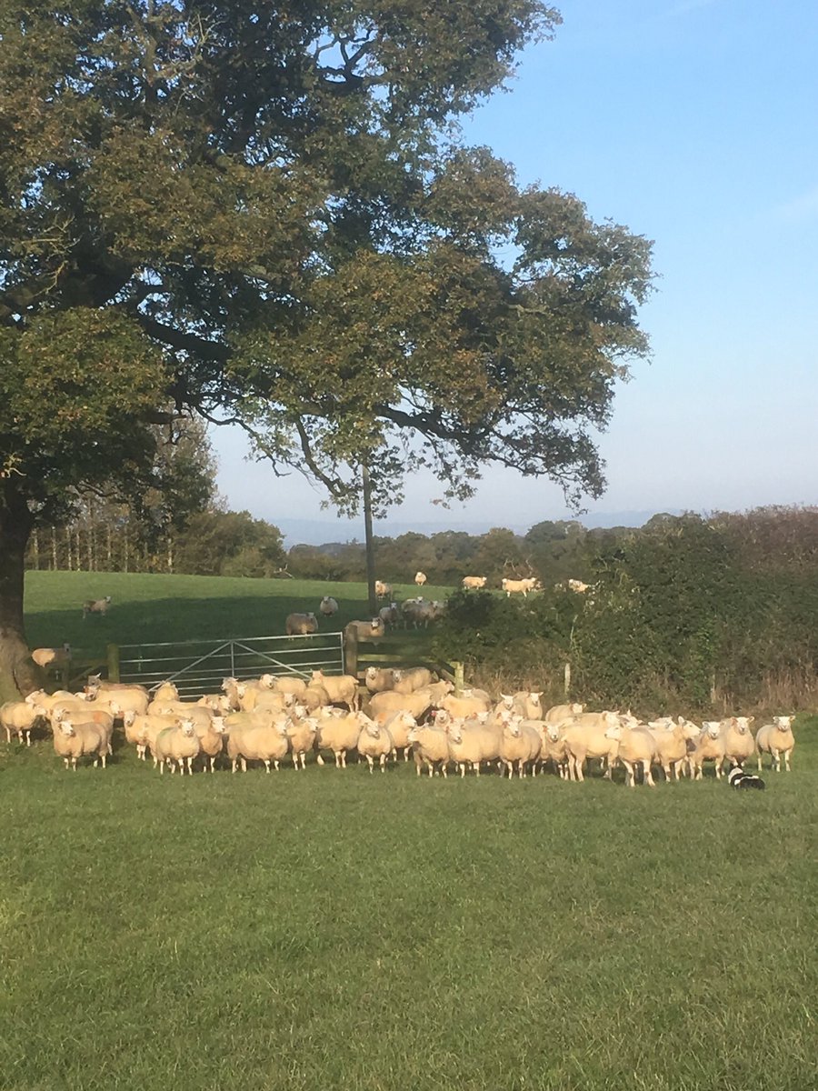 Morning gym session complete. 21 tups caught and raddled in their single sire mating groups.