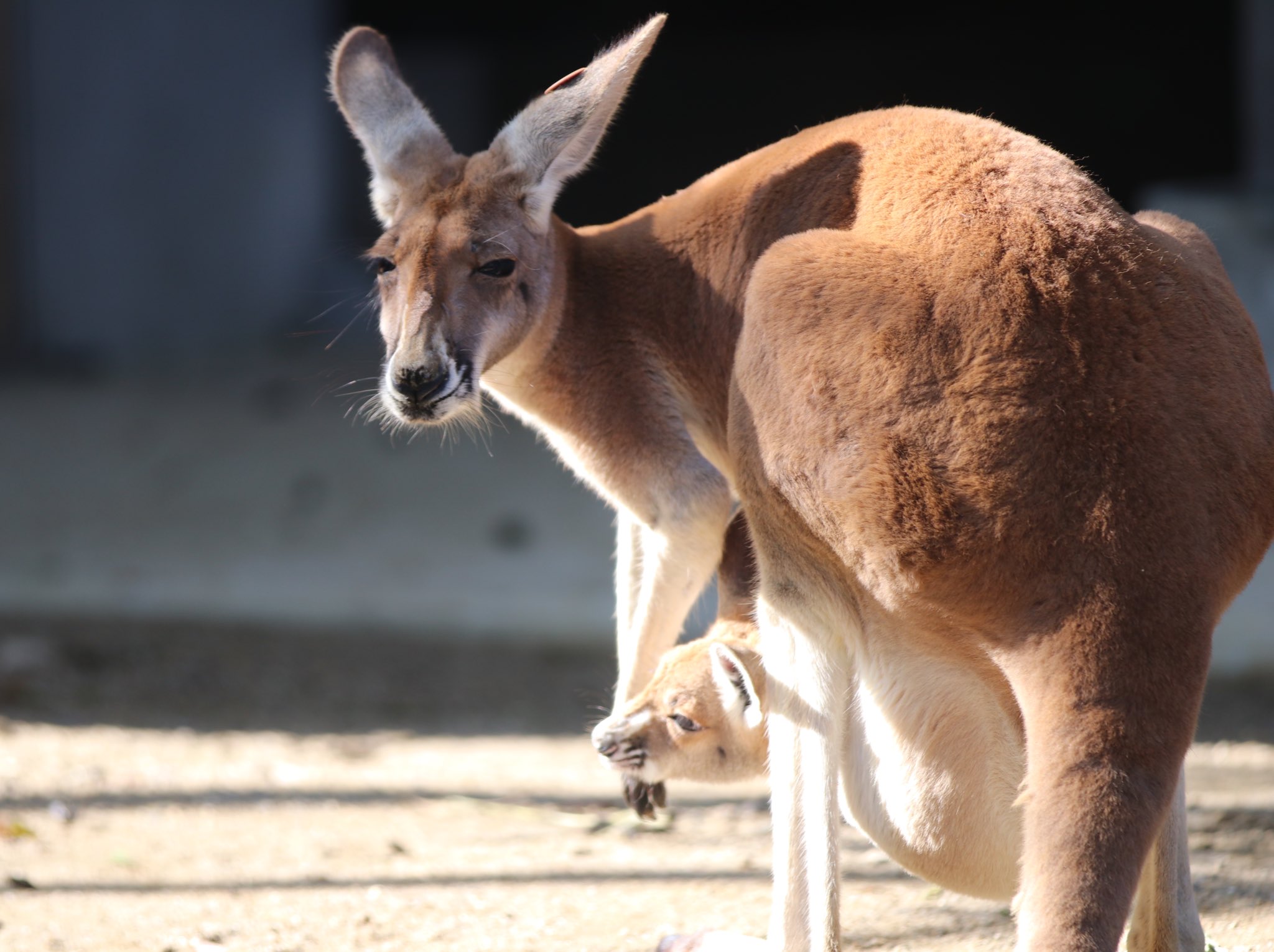 オク 東山動植物園のカンガルー舎がキレイになってて 見やすくなっててカンガルーの赤ちゃんのファイティングポーズが可愛すぎたぁ 東山動植物園 T Co H7ml6j6gfq Twitter