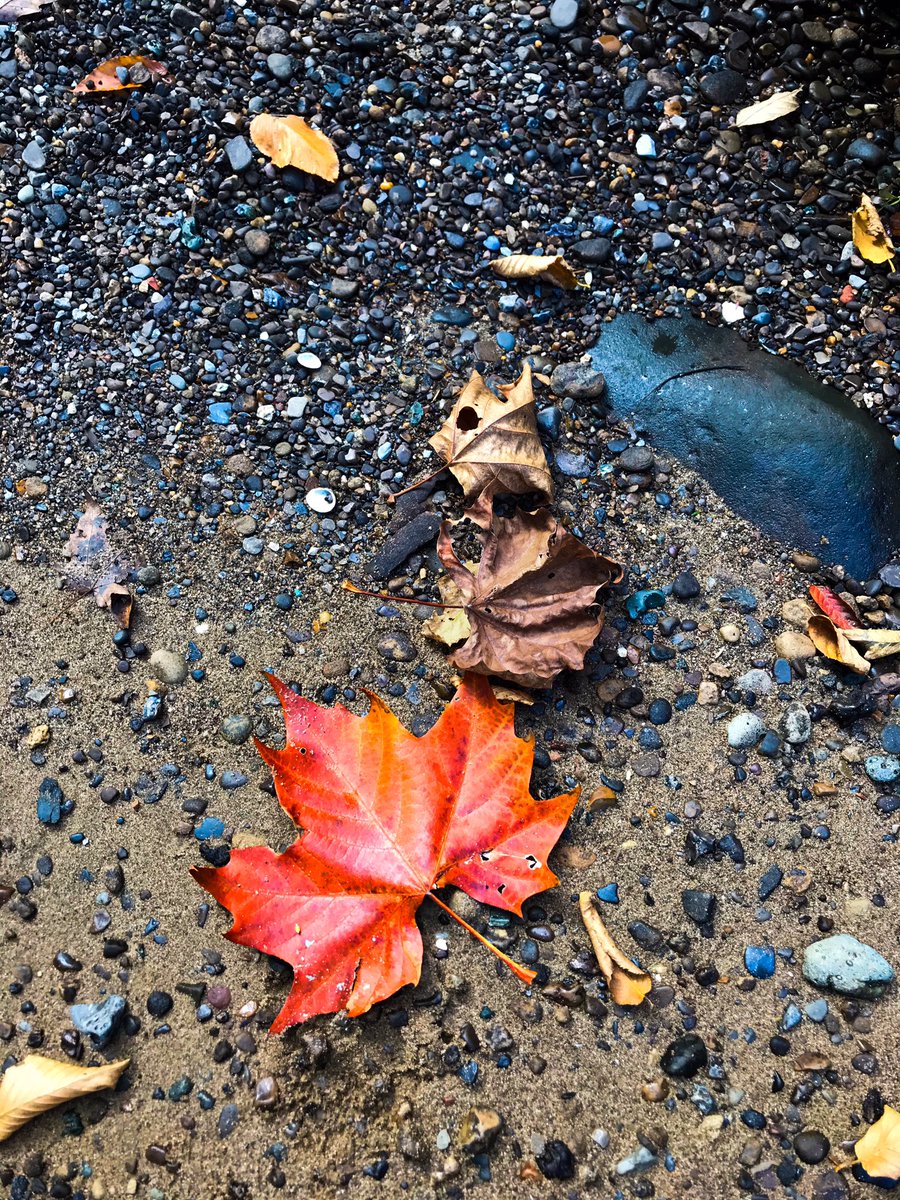 katieclarkspace's tweet photo. Some photos I took yesterday at a state park 🍁 https://t.co/KDz9XkEjzq