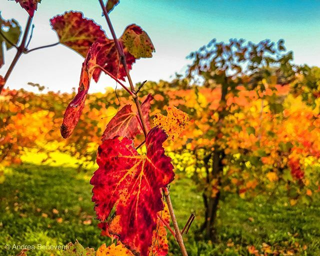 bengodi's tweet photo. La meraviglia del’ #autunno
#enlightquickshot #olloclip #lightroommobile #vsco #ShotWithHalide #enlightapp #ferraripavarottiland #visitmodena #modenaterradisapori #modena_dintorni #iphoneps #iphonography #iphone #ShotOniPhone #italia #emiliaromagna #mod… https://t.co/Y9dQvFKu9B https://t.co/WYsTMwAq2z