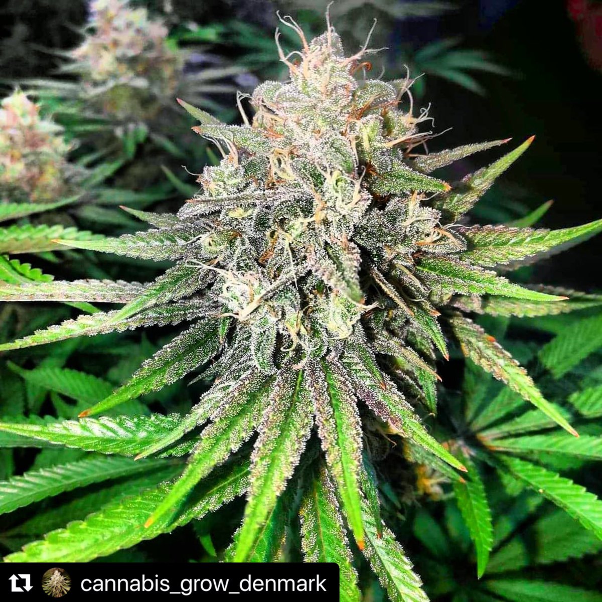 RareDankness's tweet photo. #Repost @cannabis_grow_denmark with @make_repost
・・・
Day 46 of flower of the Darkghosttrain from @raredanknessglobal
🦨🦨🦨 #darkGhostTrain #raredankness #raredanknessglobal #wheredoyouskunk #wheredoyou🦨 https://t.co/8yFIzjVonp