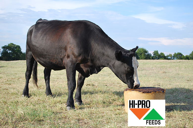 ElkCityCoop's tweet photo. FEED IT AND FORGET IT!!!
Hi-Pro Bio-Tub.The single trip container biodegrades naturally in the field. Eliminate labor and cost associated with collecting and disposing of plastic tubs. We stock a 25% All Natural with 5% fat and a 38% Hi Energy with 12% fat. https://t.co/PUGnhbjkKL