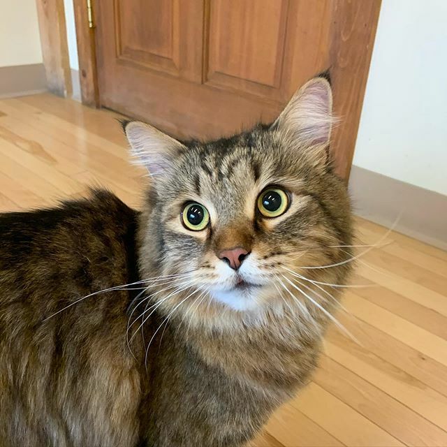 vt4cats's tweet photo. Isn’t Luca stunningly handsome?! So happy he is well❤️ #siberiancat #lovemypatients https://t.co/Eby3mQumpr https://t.co/AFl3NDIbkP