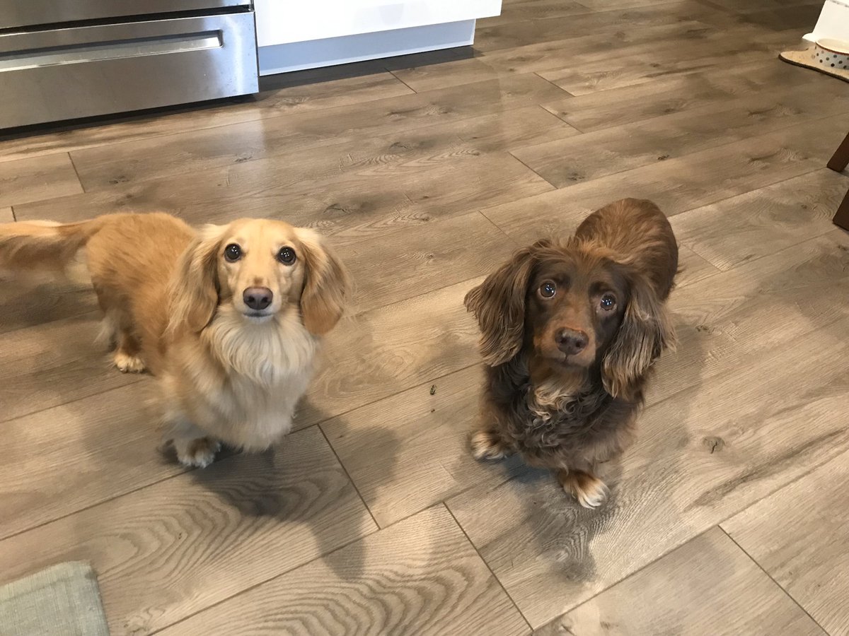 dexthedach's tweet photo. Hello all my friends! Just an update as it’s been 3 years! Wow. So sorry! We are doing well! A little bit about life now... https://t.co/X108vSJ99W
