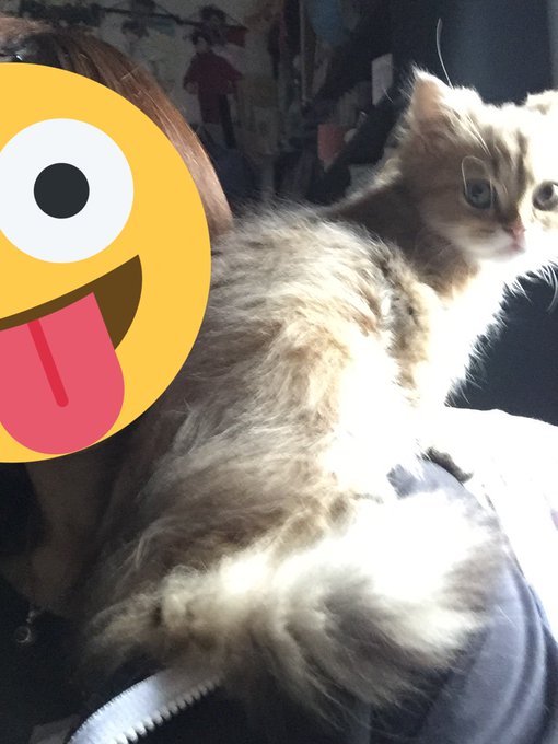 肩乗りのtwitterイラスト検索結果 古い順