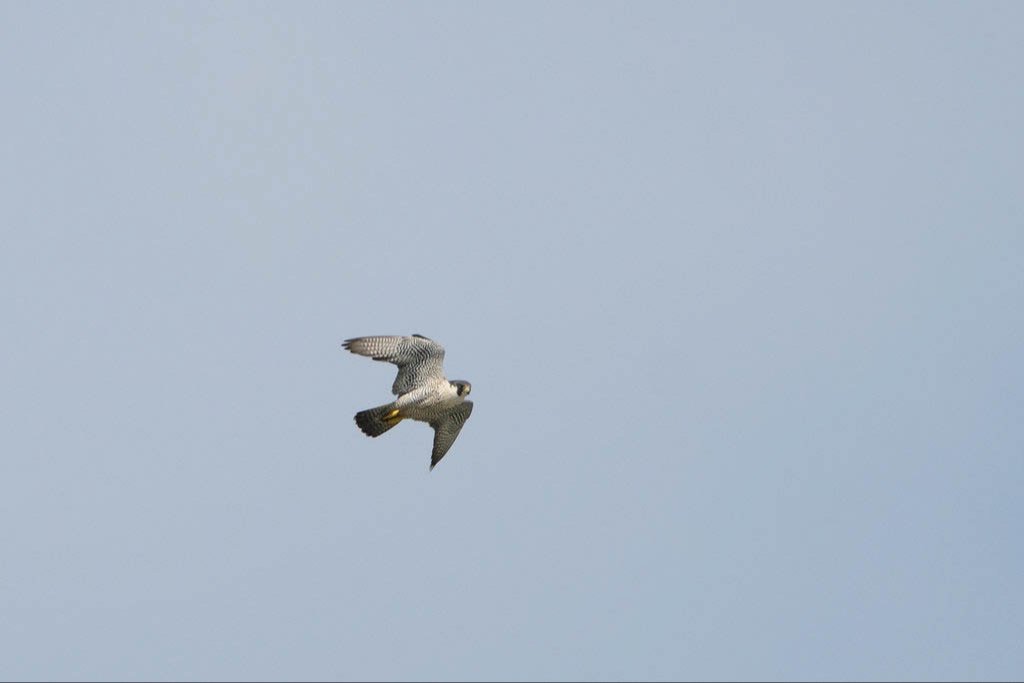 BirdingInRio's tweet photo. Peregrine Falcon #peregrinefalcon #falconsoftheworld #raptors #birdingusa #letsgobirding #florida #birdsofflorida #birdingtrips #birdbooks #wheretowatchbirds #birdsoftheworld #birdsofamerica #birds #speciesoftheday #birdingholidays
@amazonbooks @amazonbirdbooks @amazon https://t.co/J6EjUBiAC9