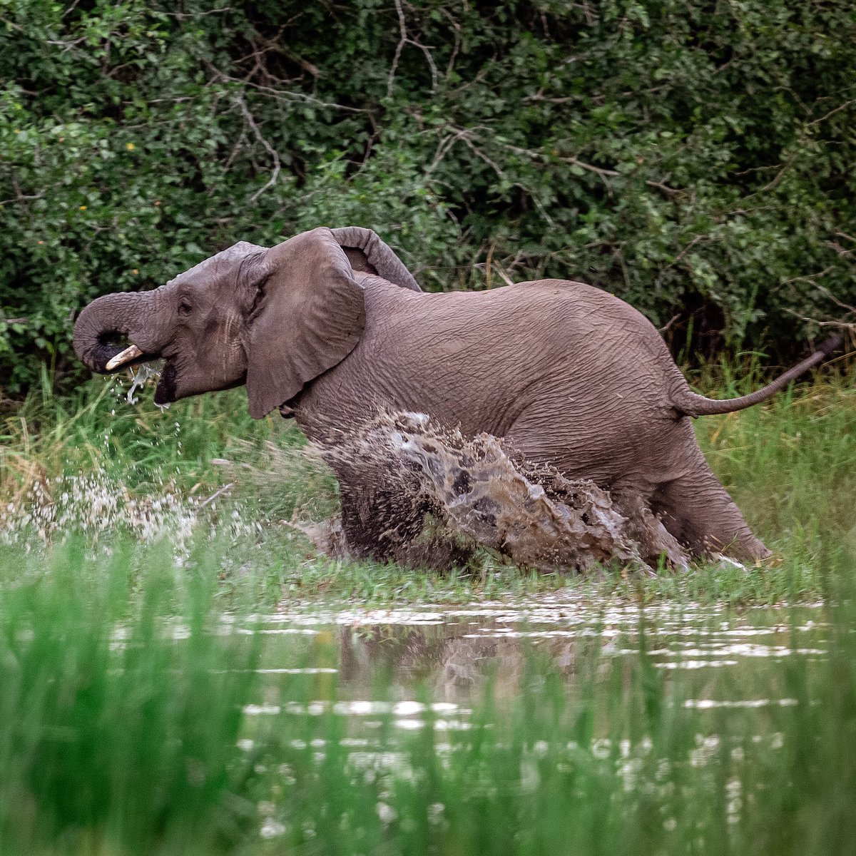 debeersgroup's tweet photo. Mozambique’s elephants were nearly wiped out following a devastating civil war. These photographs of happy elephants at Zinave National Park are proof that the story is changing. Read more https://t.co/sXdQrGQ4MM. @Peace_Parks #buildingforever #movinggiants #biodiversity 🐘 https://t.co/NNdN2C3pTm