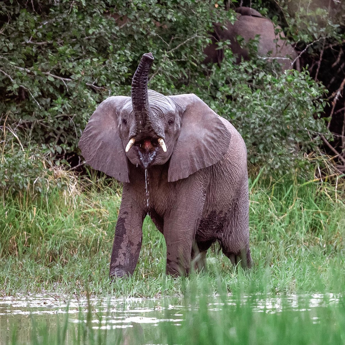 debeersgroup's tweet photo. Mozambique’s elephants were nearly wiped out following a devastating civil war. These photographs of happy elephants at Zinave National Park are proof that the story is changing. Read more https://t.co/sXdQrGQ4MM. @Peace_Parks #buildingforever #movinggiants #biodiversity 🐘 https://t.co/NNdN2C3pTm