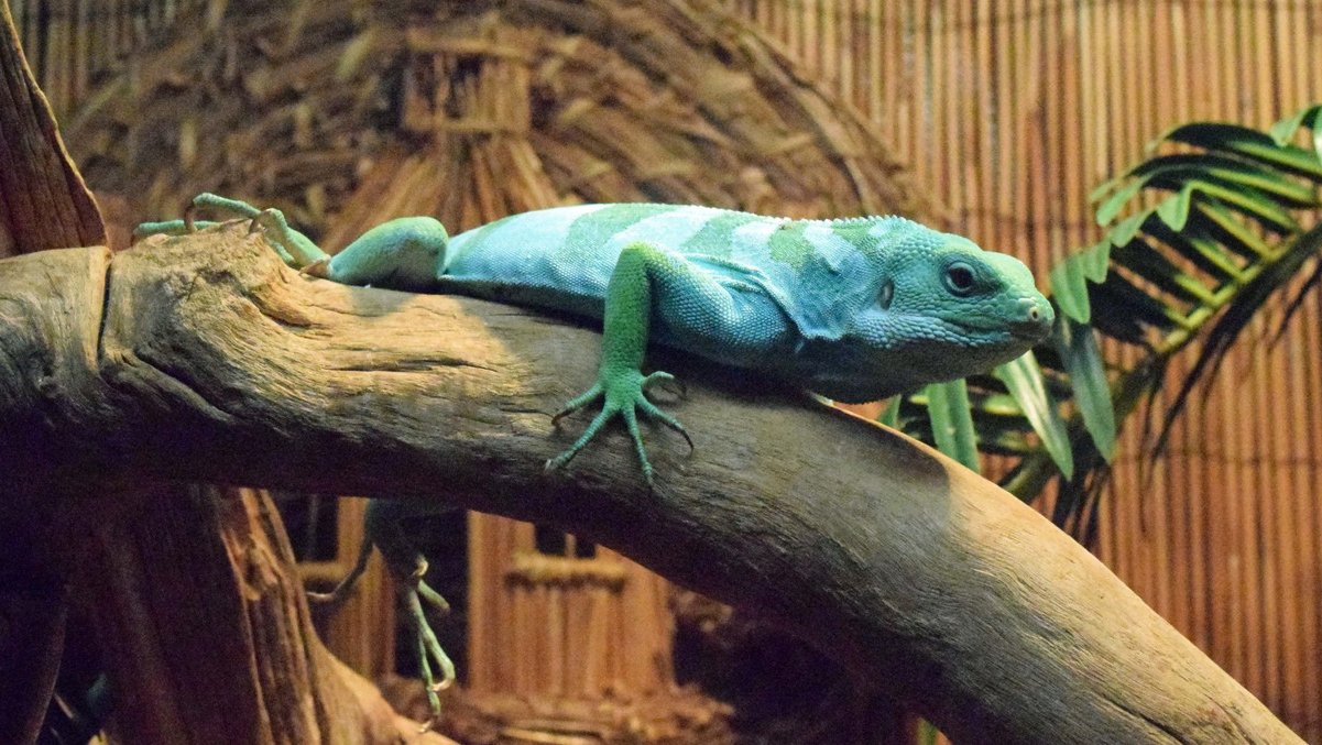 Reptile Gardens on Twitter "The Fiji iguana looks like it would be