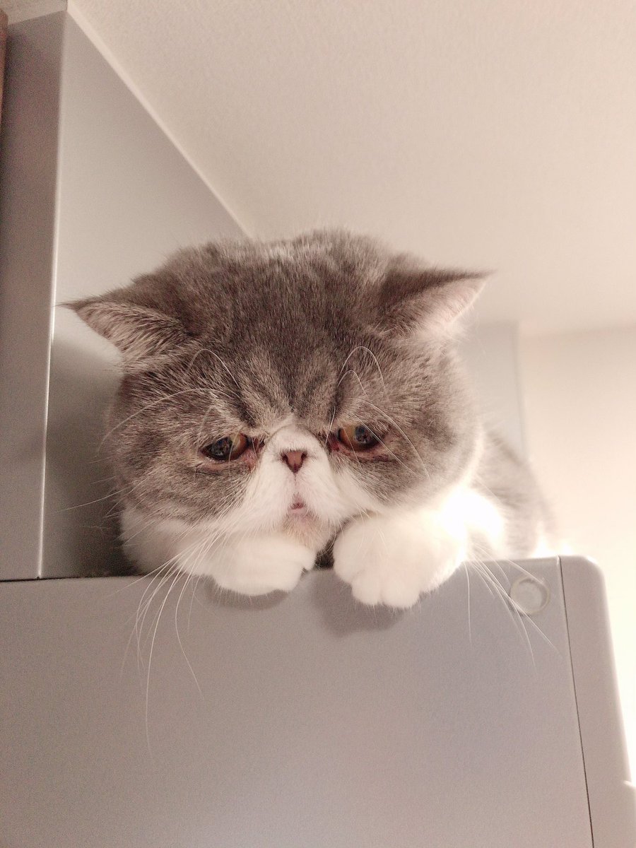 O Xrhsths こめっと Sto Twitter おててかわいいたまらん エキゾチックショートヘア 猫好きさんと繋がりたい O Xrhsths こめっと Sto Twitter おててかわいいたまらん エキゾチックショートヘア 猫好きさんと繋がりたい