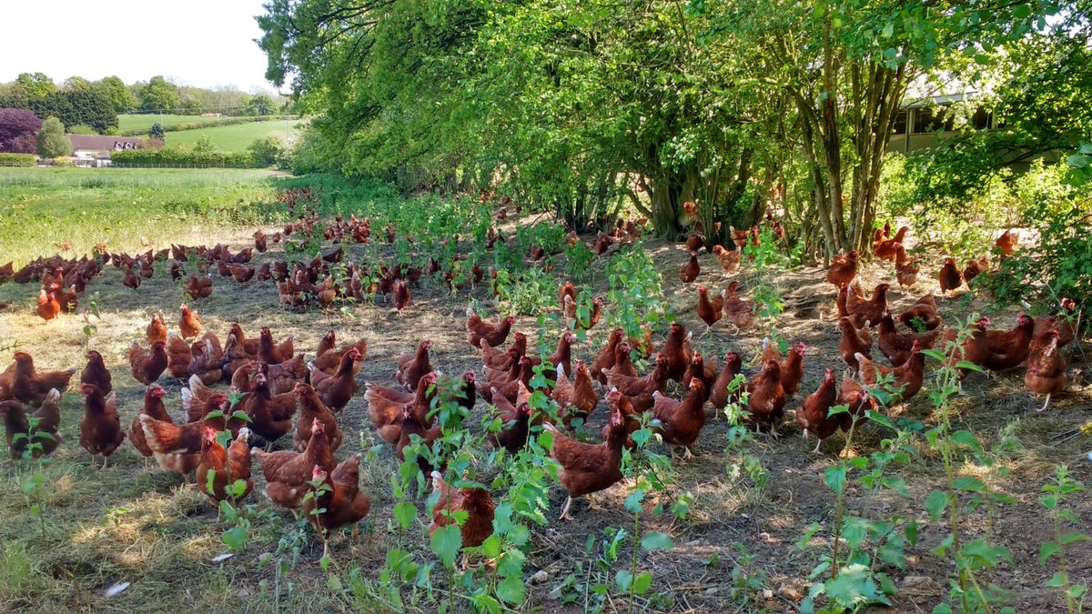 WHFandP's tweet photo. David, one of our poultry specialists, took these idyllic pictures back in the summer -at one of our lovely customers' farms 🐔🐥🐣🥚
#wherehasthesungone #reflect #ukproducers #wemissthesummer #freerange #britishfreerange https://t.co/fDCsBb6FXD