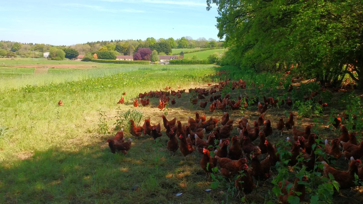 WHFandP's tweet photo. David, one of our poultry specialists, took these idyllic pictures back in the summer -at one of our lovely customers' farms 🐔🐥🐣🥚
#wherehasthesungone #reflect #ukproducers #wemissthesummer #freerange #britishfreerange https://t.co/fDCsBb6FXD